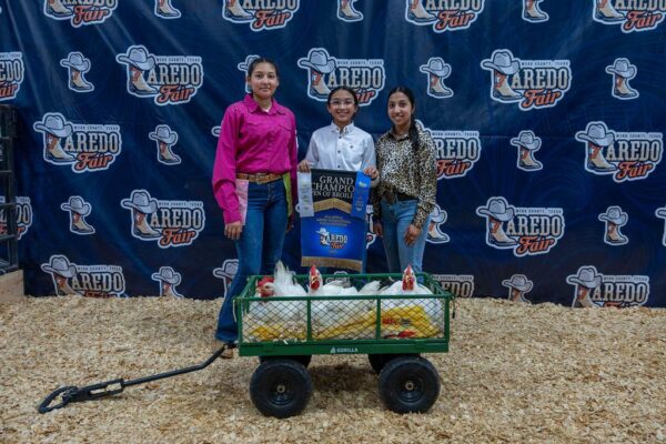 Lamb Show — photo 5