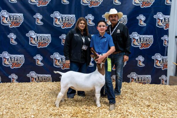 Lamb Show — photo 11
