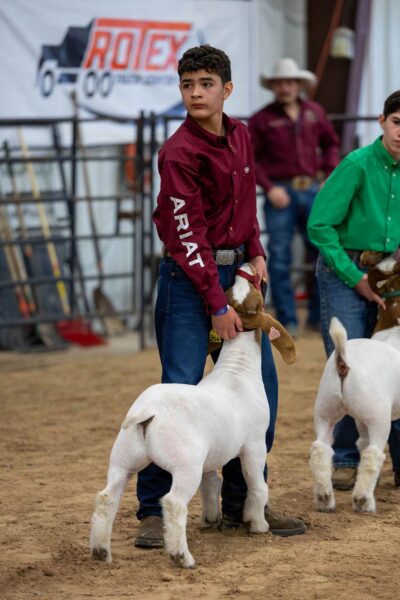 Lamb Show — photo 19