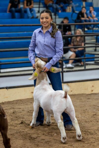 Lamb Show — photo 21