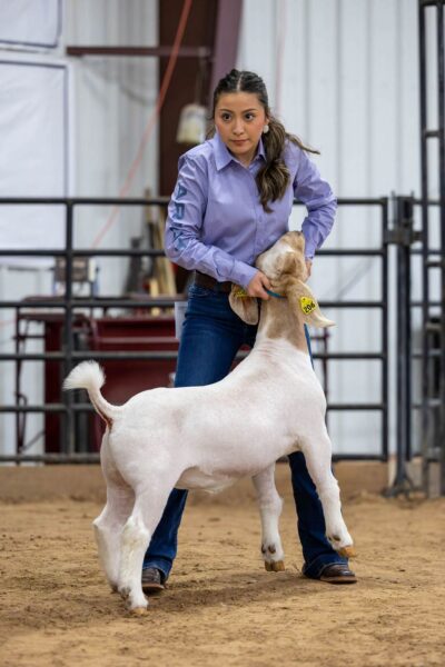 Lamb Show — photo 22