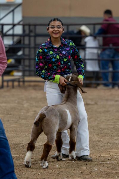 Lamb Show — photo 14