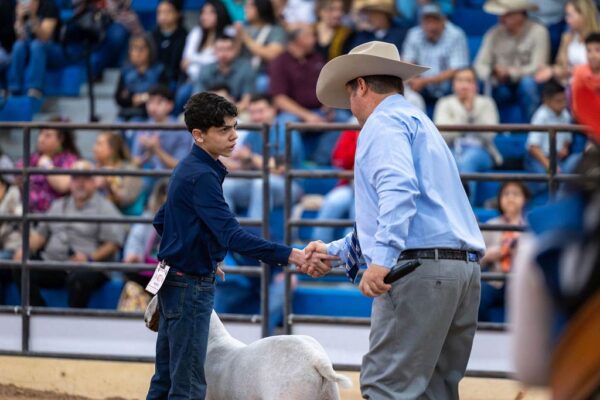 Lamb Show — photo 23