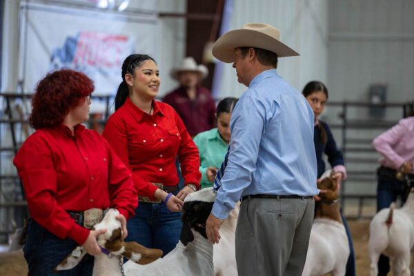 Lamb Show — photo 24