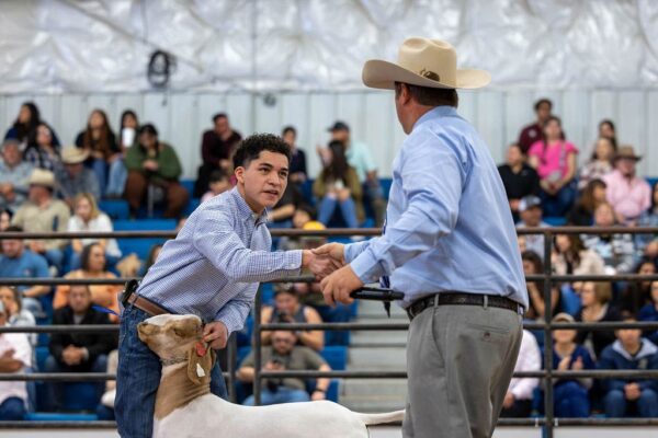Lamb Show — photo 26
