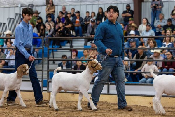 Lamb Show — photo 17