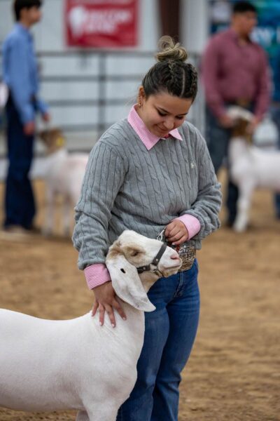 Lamb Show — photo 18