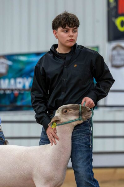 Lamb Show — photo 35