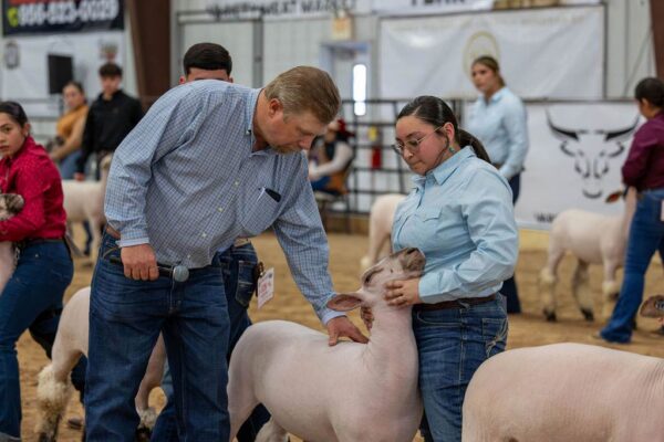 Lamb Show — photo 36