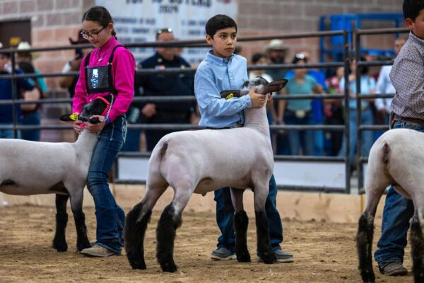 Lamb Show — photo 37