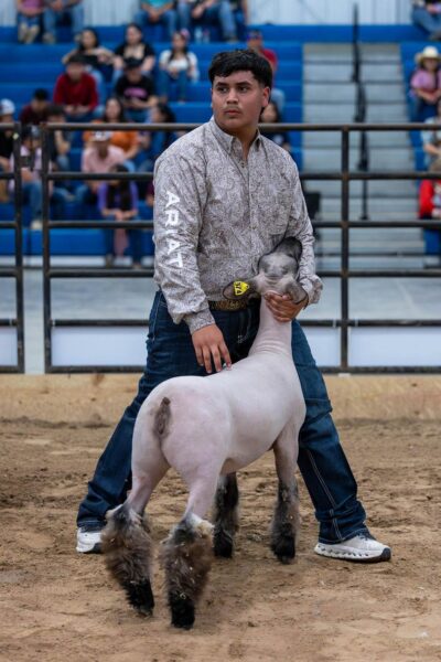 Lamb Show — photo 38