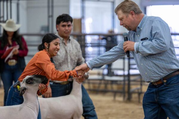 Lamb Show — photo 39