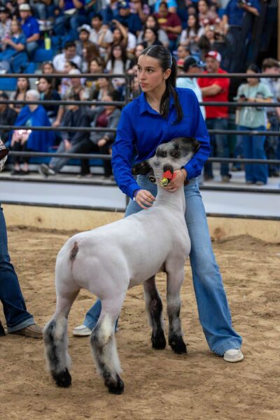 Lamb Show — photo 40