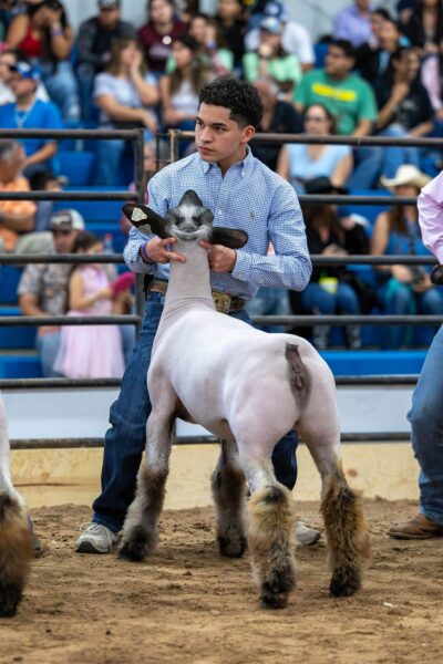Lamb Show — photo 41