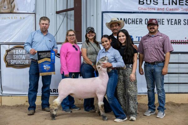 Lamb Show — photo 44