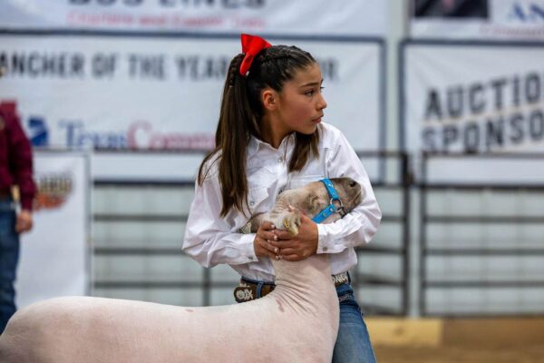 Lamb Show — photo 31