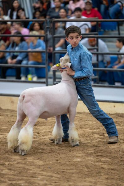 Lamb Show — photo 32
