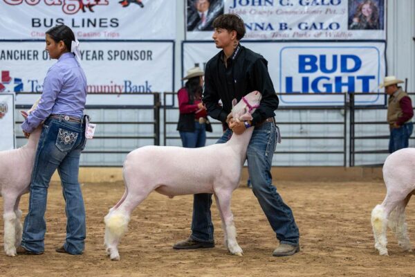 Lamb Show — photo 33