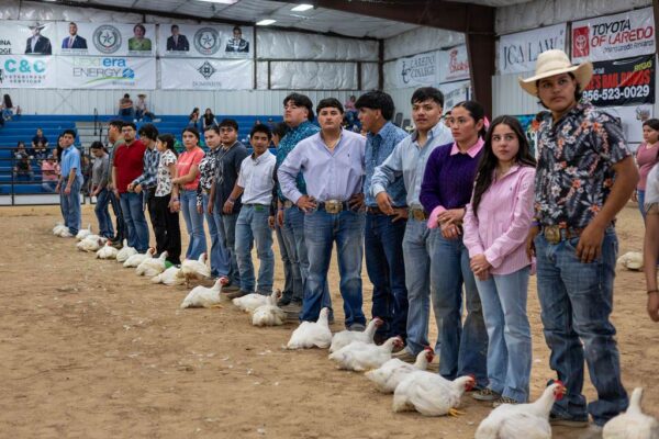 Lamb Show — photo 58