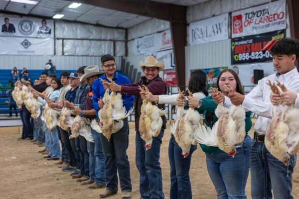 Lamb Show — photo 59
