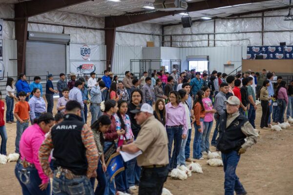 Lamb Show — photo 64