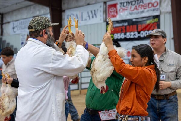 Lamb Show — photo 49