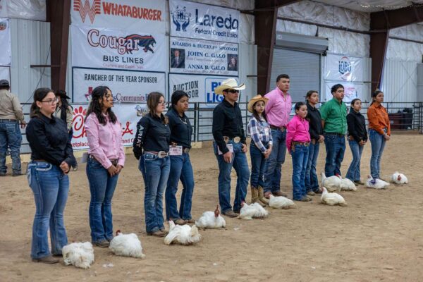 Lamb Show — photo 51