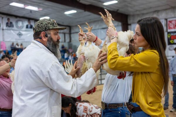 Lamb Show — photo 52