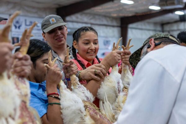 Lamb Show — photo 53