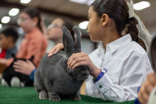 Lamb Show — photo 76