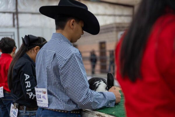 Lamb Show — photo 77