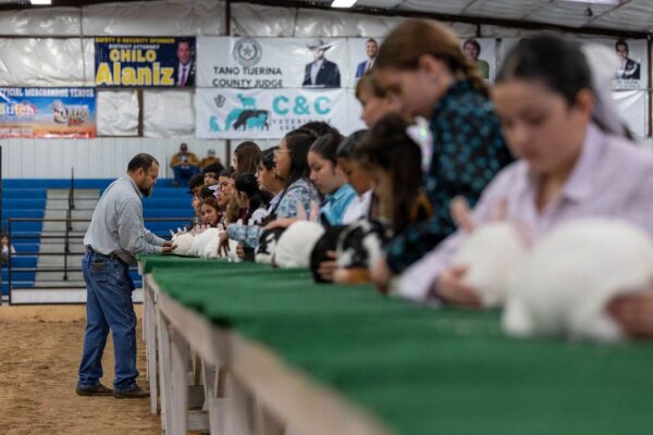 Lamb Show — photo 89