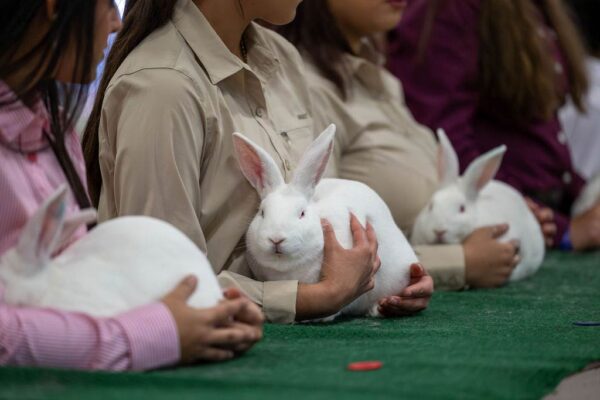 Lamb Show — photo 90