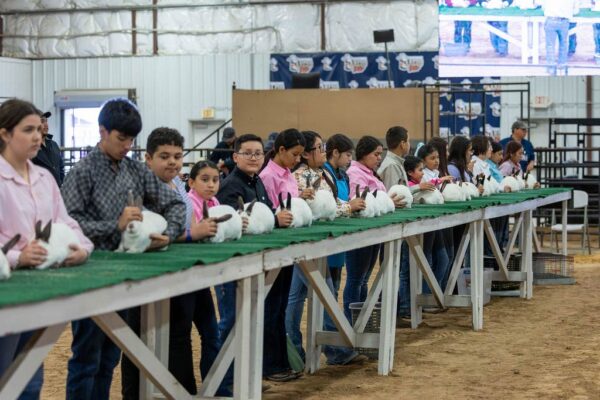 Lamb Show — photo 91