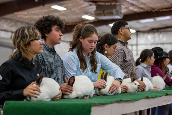 Lamb Show — photo 92