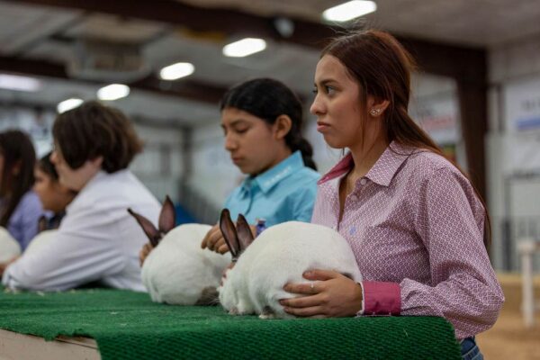 Lamb Show — photo 93