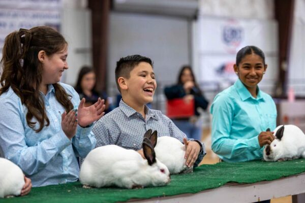 Lamb Show — photo 98