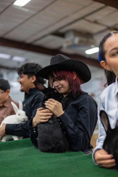 Lamb Show — photo 74
