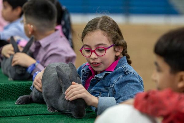 Lamb Show — photo 79