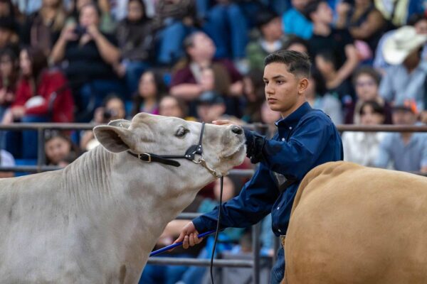 Lamb Show — photo 125