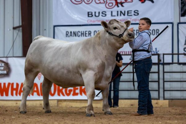 Lamb Show — photo 126