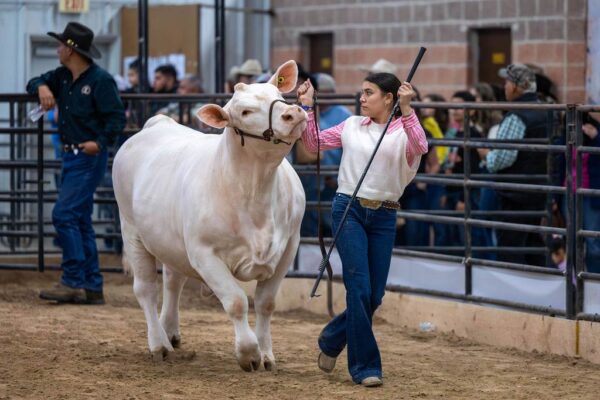 Lamb Show — photo 128