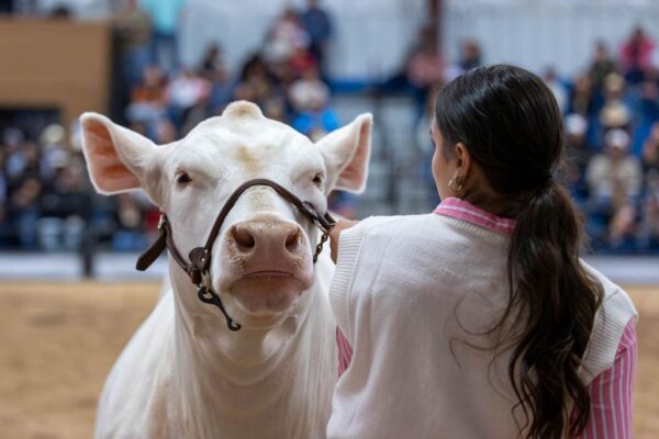 Lamb Show — photo 129