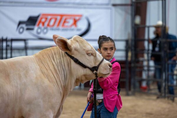 Lamb Show — photo 130