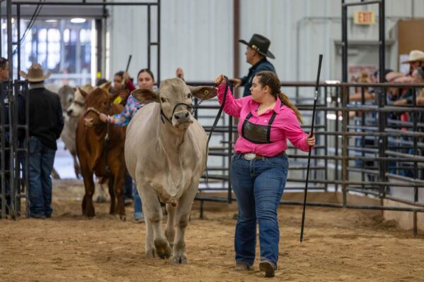 Lamb Show — photo 113