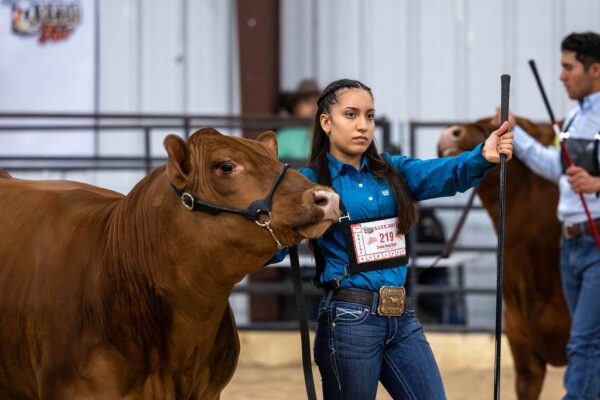 Lamb Show — photo 121