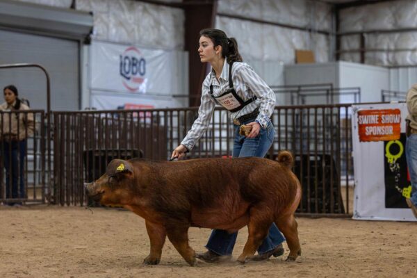 Lamb Show — photo 153
