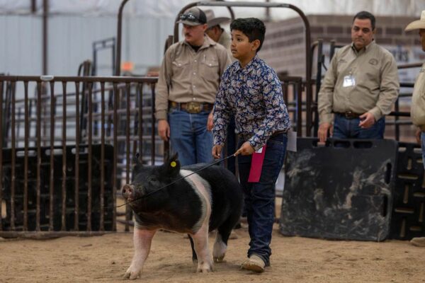 Lamb Show — photo 154