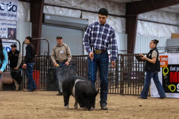 Lamb Show — photo 139