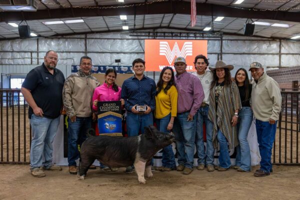 Lamb Show — photo 155